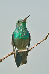 Steely-vented Hummingbird, Minca, Magdalena, Colombia, April 2012 - click for larger image