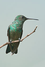 Steely-vented Hummingbird, Minca, Magdalena, Colombia, April 2012 - click for larger image