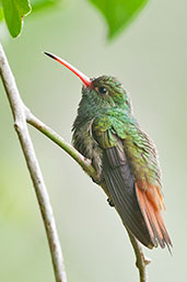 Rufous-tailed Hummingbird, Minca, Magdalena, Colombia, April 2012 - click for larger image