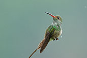 Rufous-tailed Hummingbird, Minca, Magdalena, Colombia, April 2012 - click for larger image