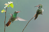 Rufous-tailed Hummingbird, Minca, Magdalena, Colombia, April 2012 - click for larger image