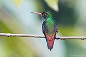 Rufous-tailed Hummingbird, Pico Bonito, Honduras, March 2015 - click for larger image