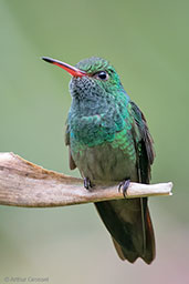 Rufous-tailed Hummingbird, Pico Bonito, Honduras, March 2015 - click for larger image