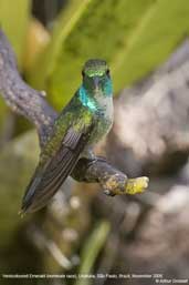 Versicoloured Emerald, Ubatuba, São Paulo, Brazil, November 2006 - click for larger image