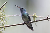Versicolored Emerald, Ninho de Cambacica, Sao Paulo, Brazil, October 2022 - click for larger image