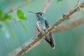 Versicolored Emerald, Lençois, Bahia, Brazil, March 2004 - click for larger image