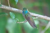 Versicolored Emerald, Lençois, Bahia, Brazil, March 2004 - click for larger image