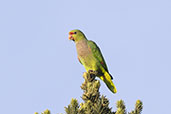 Vinaceous-breasted Amazon, Campos do Jordao, Sao Paulo, Brazil, October 2022 - click for larger image