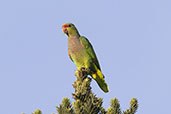 Vinaceous-breasted Amazon, Campos do Jordao, Sao Paulo, Brazil, October 2022 - click for larger image