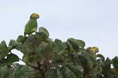 Yellow-faced Parrot, Mato Grosso, Brazil, April 2003 - click for larger image