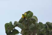 Yellow-faced Parrot, Mato Grosso, Brazil, April 2003 - click for larger image