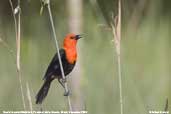 Scarlet-headed Blackbird, Pantanal, Mato Grosso, Brazil, December 2006 - click for larger image