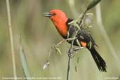 Scarlet-headed  Blackbird, Pantanal, Mato Grosso, Brazil, December 2006 - click for larger image