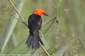 Scarlet-headed  Blackbird, Pantanal, Mato Grosso, Brazil, December 2006 - click for larger image