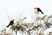 Scarlet-headed  Blackbird, Lagoa do Peixe, Rio Grande do Sul, Brazil, October 2022 - click for larger image