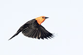 Scarlet-headed  Blackbird, Lagoa do Peixe, Rio Grande do Sul, Brazil, October 2022 - click for larger image