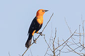 Scarlet-headed  Blackbird, Lagoa do Peixe, Rio Grande do Sul, Brazil, October 2022 - click for larger image