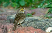 Yellow-browed Sparrow, Manaus, Brazil, July 2001 - click for larger image