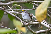 Yellow-browed Sparrow, Cocodrilos Road, Ecuador, November 2019 - click for larger image