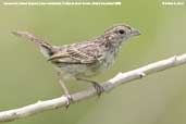 Juvenile  Grassland Sparrow, Pantanal, Mato Grosso, Brazil, December 2006 - click for larger image