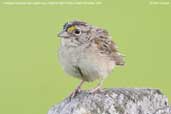 Grassland  Sparrow, Pantanal, Mato Grosso, Brazil, December 2006 - click for larger image