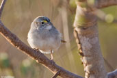 Grassland Sparrow, Mucugê, Bahia, Brazil, October 2008 - click for larger image