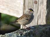 Grassland  Sparrow, Chapada Diamantina, Bahia, Brazil, July 2002 - click for larger image