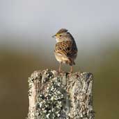 Grassland  Sparrow, Chapada Diamantina, Bahia, Brazil, July 2002 - click for larger image