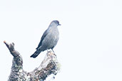 Red-crested Cotinga, San Lorenzo Ridge, Sierra Nevada de Santa Marta, Magdalena, Colombia, April 2012 - click for larger image