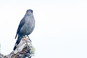 Red-crested Cotinga, San Lorenzo Ridge, Sierra Nevada de Santa Marta, Magdalena, Colombia, April 2012 - click for larger image