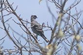 Red-crested Cotinga, Kuelap, Amazonas, Peru, October 2018 - click for larger image