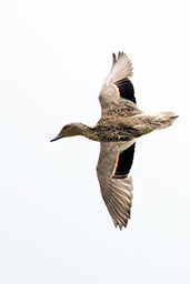 Andean Teal, Guasco, Cundinamarca, Colombia, April 2012 - click for larger image