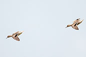Andean Teal, Guasco, Cundinamarca, Colombia, April 2012 - click for larger image
