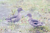 Andean Teal, Chingaza, Cundinamarca, Colombia, April 2012 - click for larger image