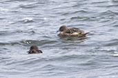 Andean Teal, Antisana Reserve, November 2019 - click for larger image