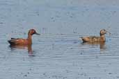 Cinnamon Teal, Concon, Chile, November 2005 - click for larger image