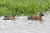 Cinnamon Teal, Lago Villarica, Chile, November 2005 - click for larger image