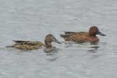 Cinnamon Teal, Lago Villarica, Chile, November 2005 - click for larger image