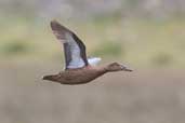 Cinnamon Teal, Concon, Chile, November 2005 - click for larger image