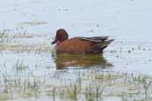 Cinnamon Teal, Concon, Chile, November 2005 - click for larger image