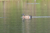 Blue-winged Teal, Guasco, Cundinamarca, Colombia, April 2012 - click for larger image