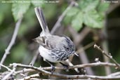 Juan  Fernandez Tit-tyrant, Robinson Crusoe Island, Chile, January 2007 - click for larger image