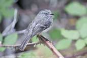 Juan  Fernandez Tit-tyrant, Robinson Crusoe Island, Chile, January 2007 - click for larger image