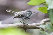 Juan Fernandez Tit-tyrant, Robinson Crusoe Island, Chile, January 2007 - click for larger image