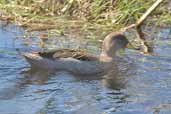 Speckled Teal, near Cassino, Rio Grande do Sul, Brazil, August 2004 - click for larger image