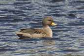 Speckled Teal, Caulin, Chiloe, Chile, November 2005 - click for larger image