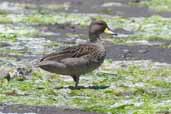 Speckled Teal, Isla de Quinchão, Chiloe, Chile, December 2005 - click for larger image