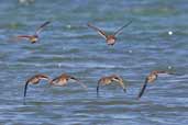 Speckled Teal, Isla de Quinchão, Chiloe, Chile, December 2005 - click for larger image