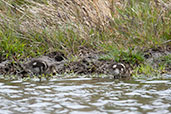 Speckled Teal, Torres del Paine, Chile, December 2005 - click for larger image