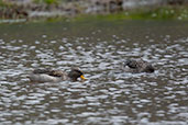 Speckled Teal, Torres del Paine, Chile, December 2005 - click for larger image